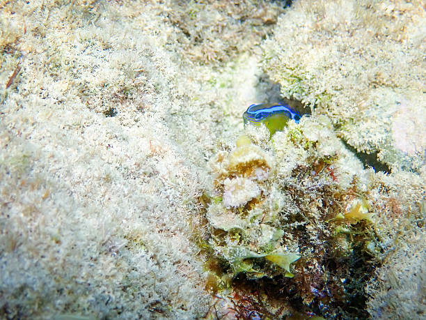 A small Blue striped small Indian ocean fish Chrysiptera brownriggii also known as the Surge damselfish swimming near textured rocky surface covered in green algae. The scene is set in a shallow underwater coral reef, with soft natural light filtering through the water, highlighting the vibrant marine colors against the muted brown and green rocks. This image captures the intricate details of marine biodiversity, suitable for commercial uses in educational materials on ocean ecosystems, wildlife documentaries, aquarium promotions, environmental conservation campaigns, and scientific publications illustrating  sea creatures.