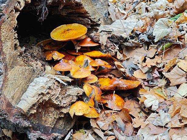 Golden orange forest mushrooms forming a dense cluster on decaying timber