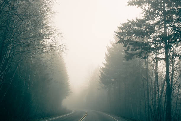 Into the unknown... Sun breaking through fog on Highway 4 across Vancouver Island, BC, Canada.  Double yellow lines guide drivers into the tree-lined road.
