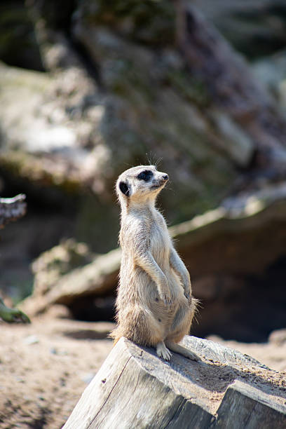 Photograph of a meerkat sitting upright, showcasing its alert posture and expressive features in a natural environment.