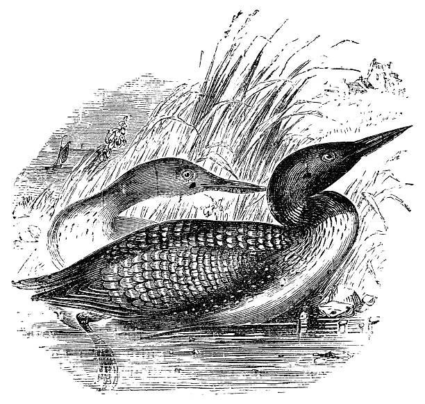 Common Loon birds (gavia immer). Vintage etching circa 19th century.