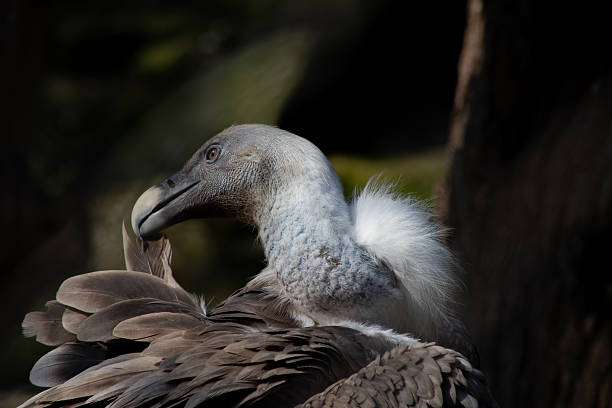 Vie of a Griffon vulture  in Dresden, Germany. The griffon vulture is one of four European vulture species and one of the largest birds on the continent. Thanks to thermal updrafts, griffon vultures can glide for kilometers without flapping their wings.