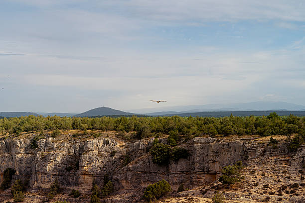 Vast scenic view of lobos river canyon in soria, spain, showcasing rugged limestone cliffs, a winding road, and a dense forest, with vultures circling above