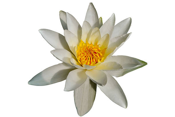 This is a striking close-up photograph of a beautiful white water lily set against a stark, solid black background. The composition is minimalist and elegant, focusing on the flower in the lower-left corner, which highlights its delicate white petals and vibrant yellow center. The high contrast creates a dramatic effect, while the ample copy space makes it ideal for various design purposes.