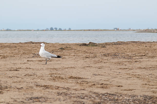 Seagull walking on shallow beach water.