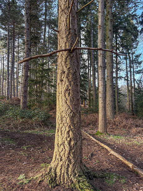 Beautiful woodland with a branch that has been left balancing within the tree - our life is often in balance and precarious