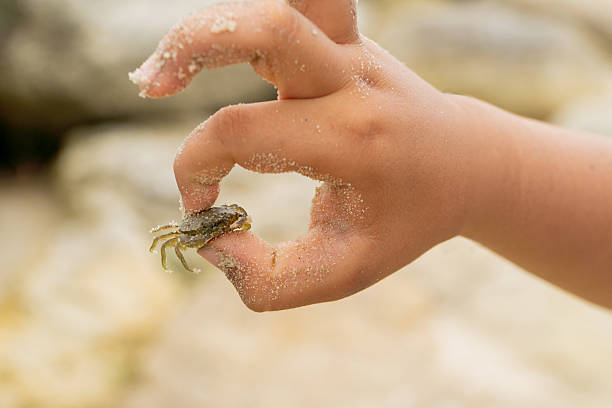 Caucasian boy discovering a small crab alive during summer vacations
