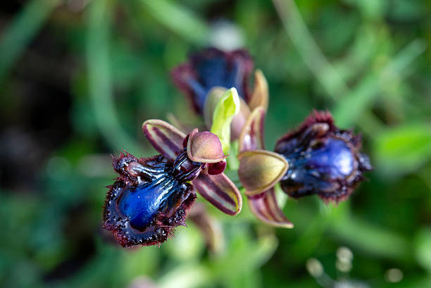 Wild orchid, scientific name; Ophrys speculum