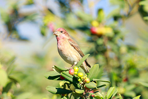 Purple Finch