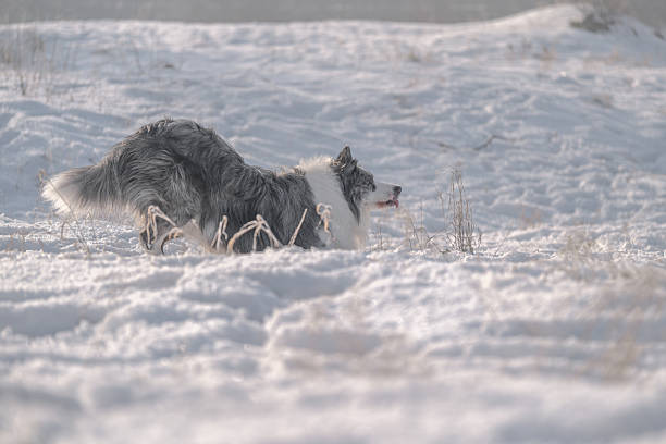 Border collie performing a playful trick in deep snow, captured in a dynamic winter action moment. The dog is twisting and jumping low above the snow surface, showing agility and energy. Soft background and low angle perspective create strong motion effect. Ideal for concepts of dog training, active pet lifestyle, winter play, and athletic animal behavior.