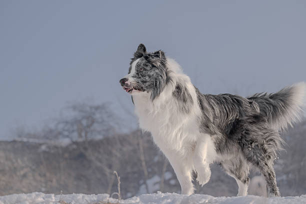 Border collie standing on a snowy hill in winter, captured in side profile with alert posture and fluffy tail. Soft natural light and blurred background create a clean outdoor pet portrait. Ideal for concepts of herding dog breed, animal confidence, winter nature, dog training, active lifestyle, and cold season pet care.