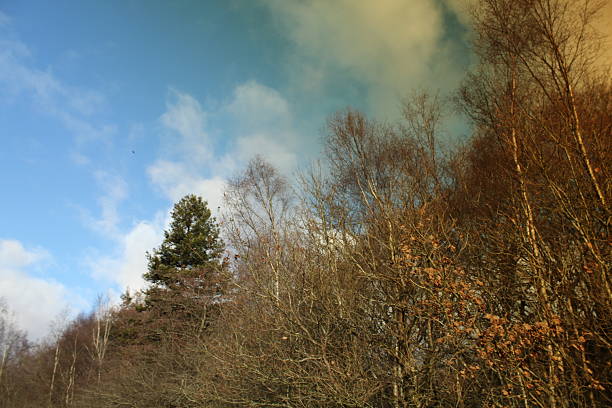 Winter trees - silhouette, filter lens, colour