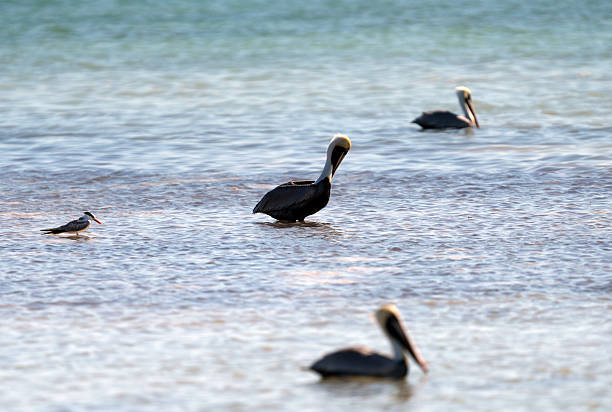 Great Egret, Seagull and Pelican in the Atlantic Ocean and a  Mangrove Forest in the Florida Bay along Highway US1. Anne's Beach.