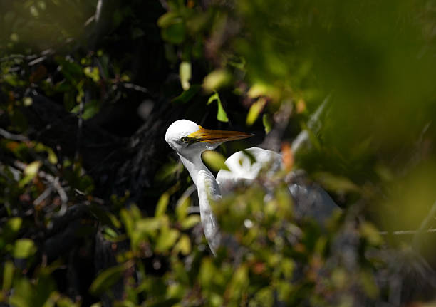 Great Egret, Seagull and Pelican in the Atlantic Ocean and a  Mangrove Forest in the Florida Bay along Highway US1. Anne's Beach.
