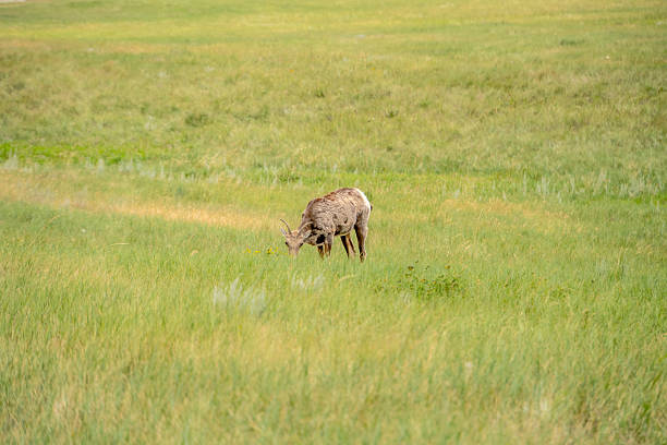 A deer is grazing in a grassy field. Concept of tranquility and peacefulness, as the deer calmly eats in the open field