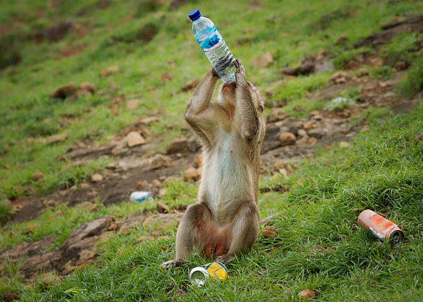 Long-tailed macaque (Macaca fascicularis) drinks from discarded plastic bottle amid litter on Lombok, Indonesia  tourism impact, plastic pollution, wildlife adaptation, Anthropocene concept.