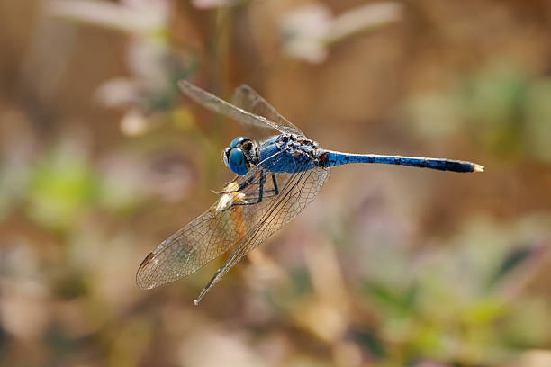 Chalky percher (Diplacodes trivialis) dragonfly perched on twig, blue body, transparent wings and compound eyes visible, macro view of aerial predator in tropical habitat, Southeast Asia.
