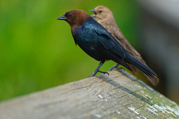 Close-up of a mak[le and a female Cowbirds perching