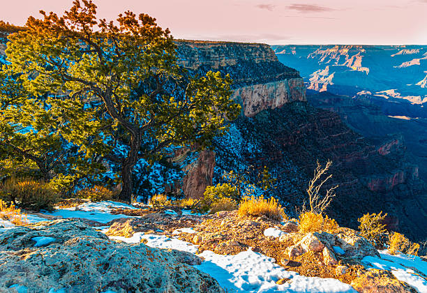 View of The Inner Canyon With Pinyon Pine on Shoshone Point, South Rim, Grand Canyon National Park, Arizona, USA