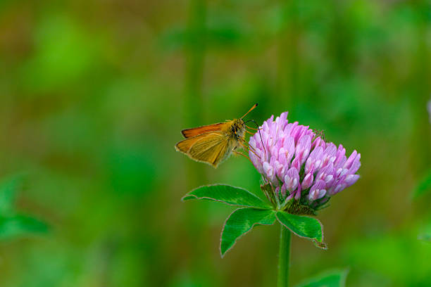 Close-up of Essex skipper butterfly on a flower