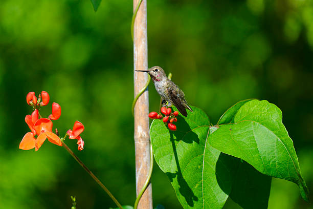 Anna's Hummingbird at the garden