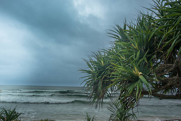 Seaview with silhouette pandanus silhouette in Queensland Australia.