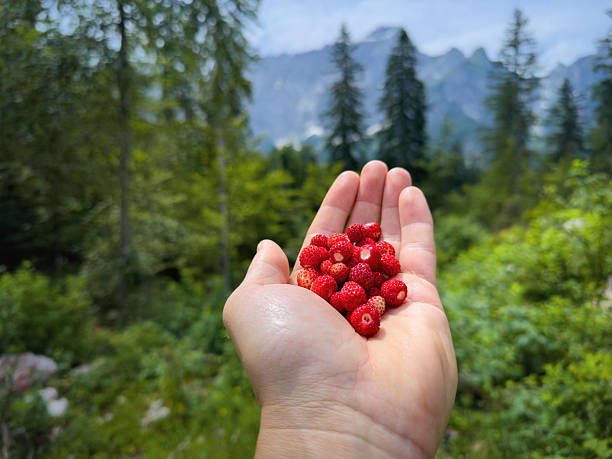 720+ Picking Of Wild Strawberries Stock Photos and Royalty-Free