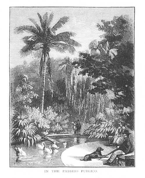 Tropical plants at a botanical garden in Rio de Janeiro, Brazil, South America. Engraving published 1879. Original edition is in my own archives. Copyright has expired and is in Public Domain.