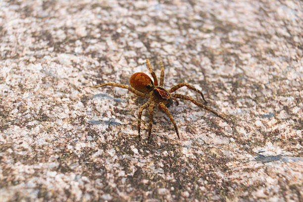 A spider on a rock in a tropical forest.