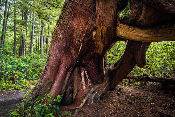 Woodland trail on route to San Josef Bay, located on northern Vancouver Island.