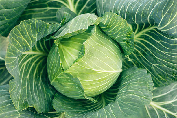 Close-up view of a healthy green cabbage head surrounded by large leaves, growing outdoors in cultivated farm soil.