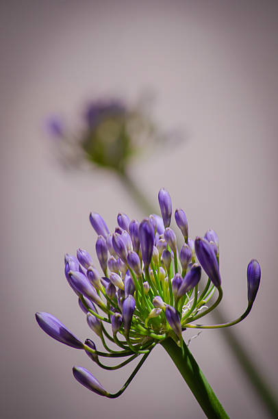 Abstract portrait of purple, green and white Agapanthus (African Lily) buds beginning to bloom on a green stem
