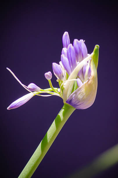 Abstract portrait of purple, green and white Agapanthus (African Lily) buds beginning to bloom on a green stem
