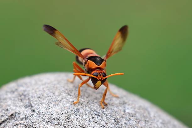 Bee on rock with remains of moss