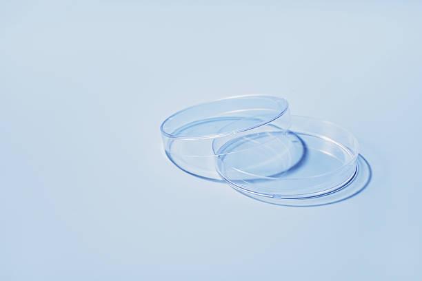 Two transparent plastic petri dishes lying on a soft blue surface