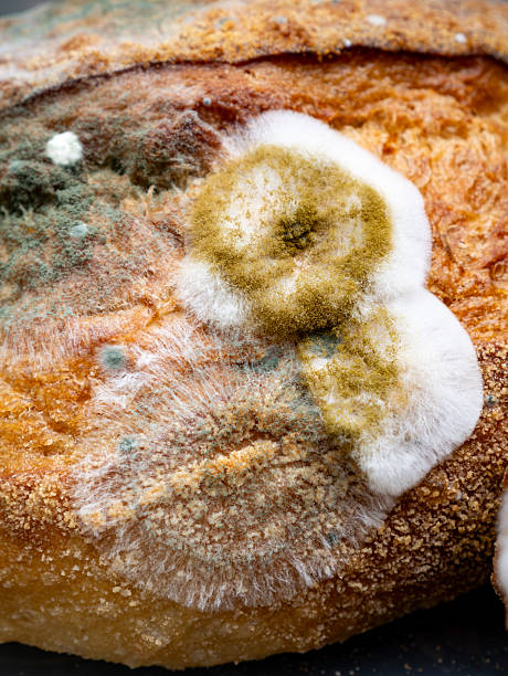 Moldy spoiled bread slices with white green fuzzy mold growth spots on crusty surface food waste concept