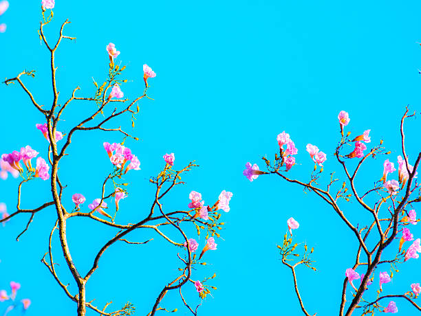 Pink magenta tabebuia trumpet flowers blooming sparsely on thin bare tree branches against bright cyan blue sky