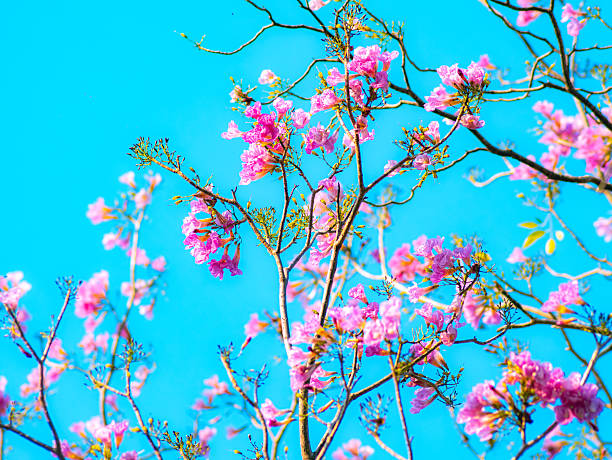 Pink magenta tabebuia trumpet flowers blooming sparsely on thin bare tree branches against bright cyan blue sky