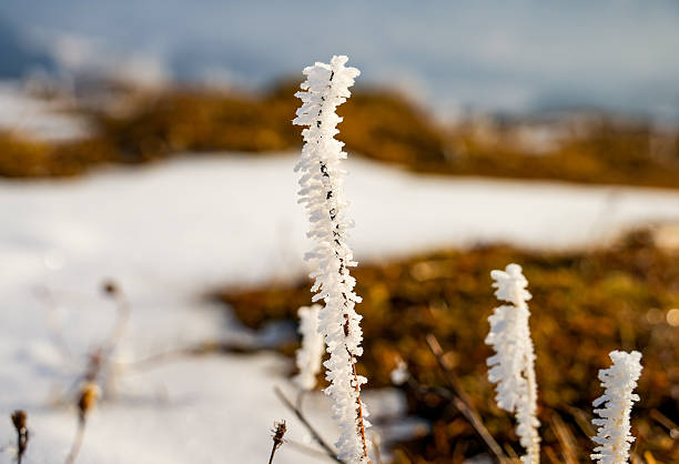 Frozen wild plants covered by white crystals of rime ice on a defocused background with beautiful bokeh light. Space for copy.