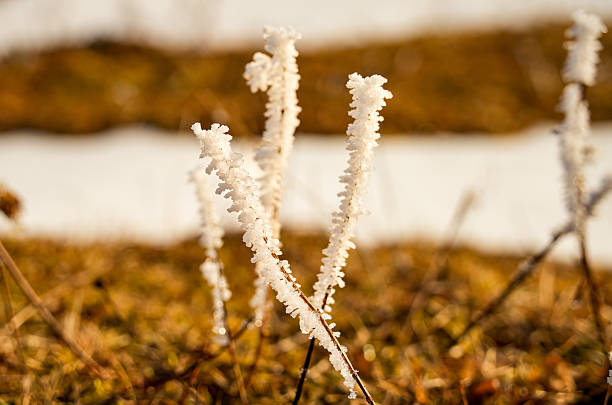 The ice crystals  grow against the wind direction, creating a feathery structure.