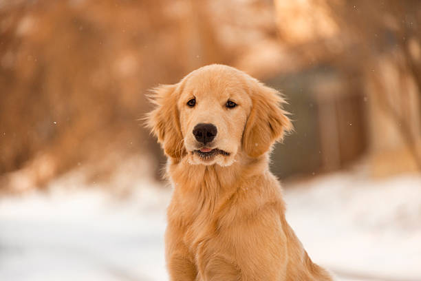 This cute puppy is pulling a funny face with its mouth slightly open. A humorous and charming portrait of a young dog in the winter
