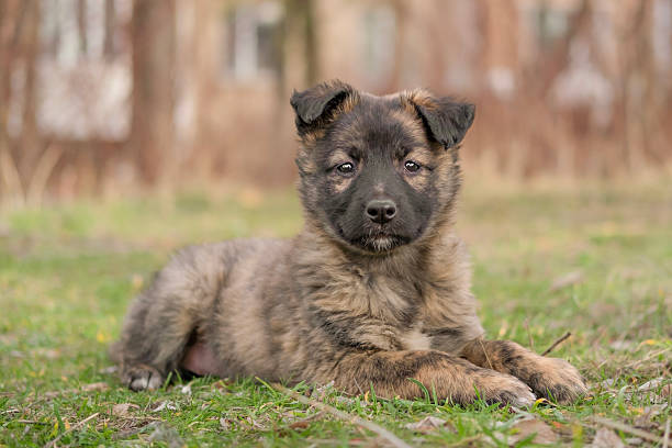 cute street puppy on green grass.