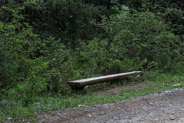 The photo shows a bench made from a fallen tree in the forest.