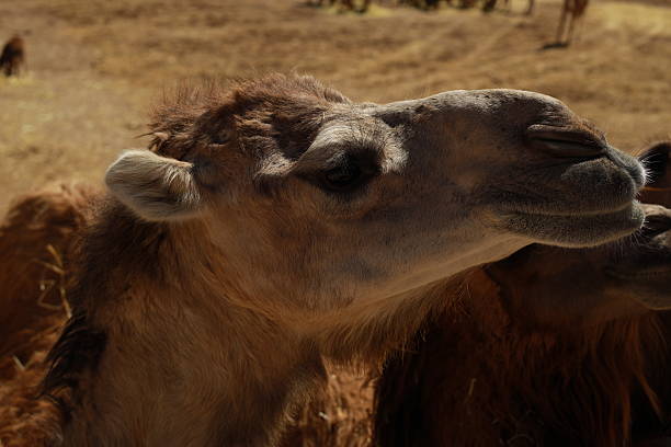 resting touristic camelcade on Lanzarote of the Canary islands