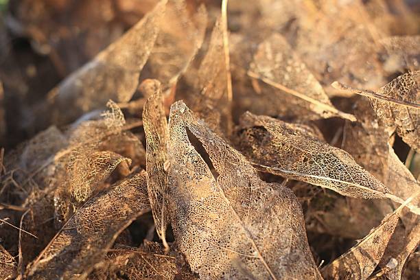 Dry leaves lit by spring sun.