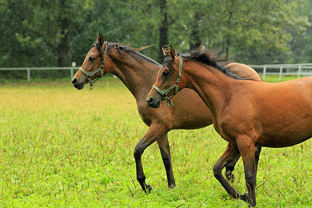 Horses in the rain, Podlasie, Poland