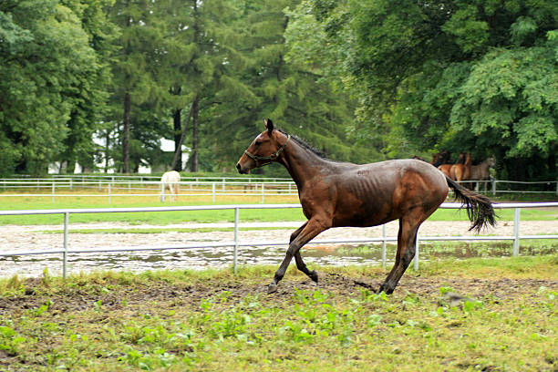 Horses in the rain, Podlasie, Poland