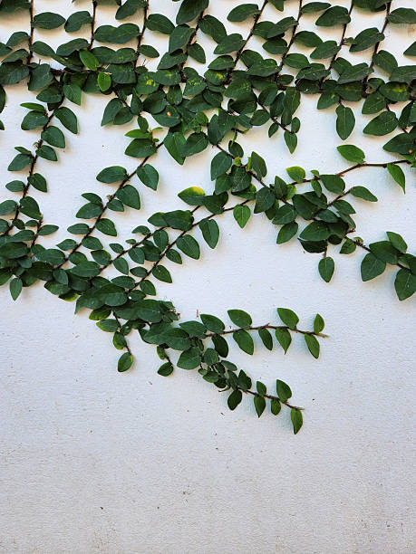 istock Green Vine Leaves Growing on White Wall Minimal Background 2262072936