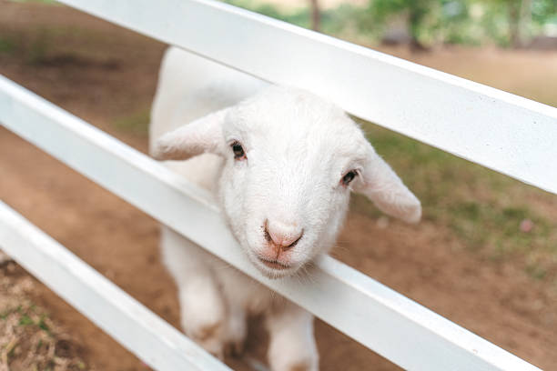 Adorable sheep in the zoo