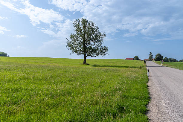 Country road winding through green landscape with a solitary tree under blue sky in Reichling, Germany